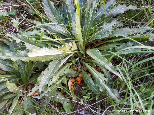 Mandragora autumnalis